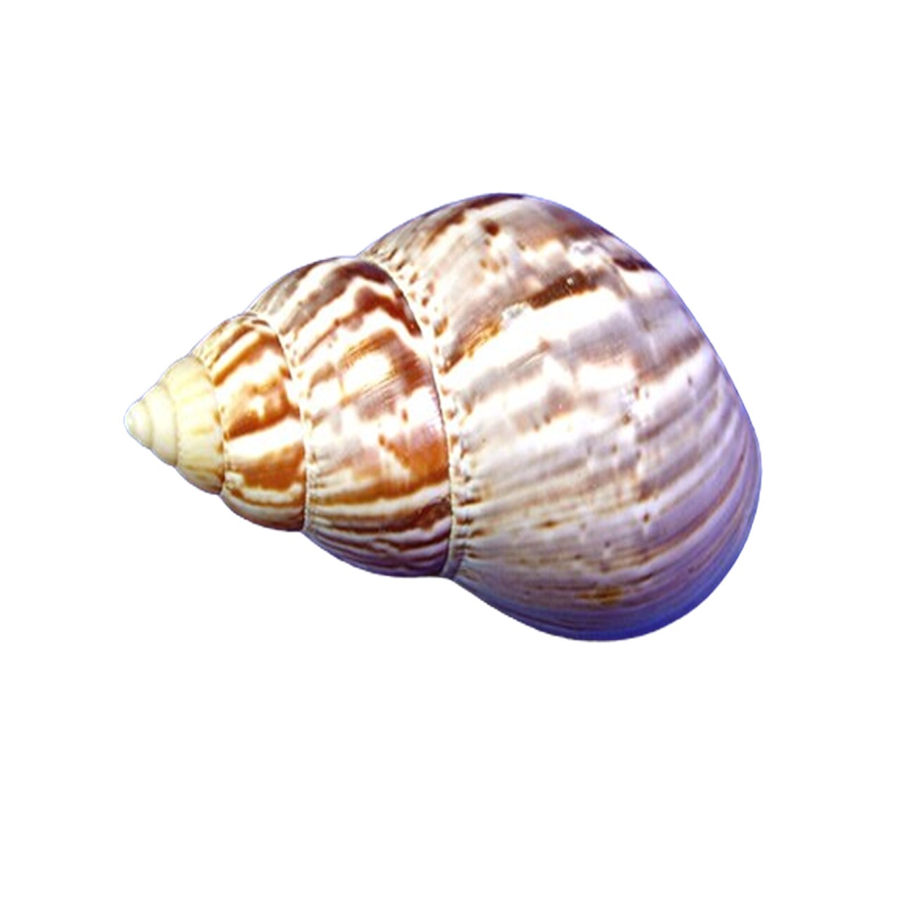 Florida Shells and Gifts 3 inches Heavy Hermit Crab Shell